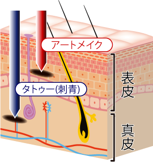 皮膚組織図